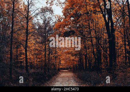 Schöner Blick auf eine herbstliche Landschaft mit einem von Bäumen umgebenen Pfad Stockfoto