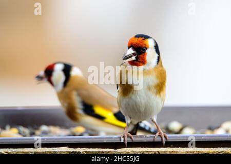 Zwei europäische Goldfinken, Carduelis carduelis, saßen auf einem Futterhäuschen, wo sie ihr Futter für den Winter fanden Stockfoto