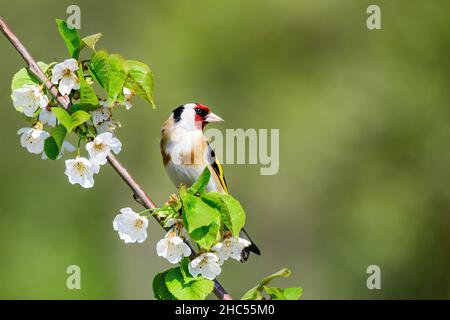 Europäischer Goldfink oder carduelis carduelis thront im Frühling auf einem Ast mit weißen Blüten Stockfoto