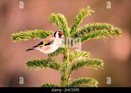 Europäischer Goldfink, Carduelis carduelis, ein kleiner niedlicher und hübscher farbener Vogel, mit beleuchteten Augen, der auf einem Waldbaum sitzt Stockfoto