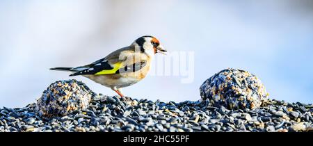 Europäischer Goldfink, Carduelis carduelis, niedlicher kleiner farbenfroher Vogel, der zu Weihnachten beim Essen sitzt und die Umgebung beobachtet Stockfoto