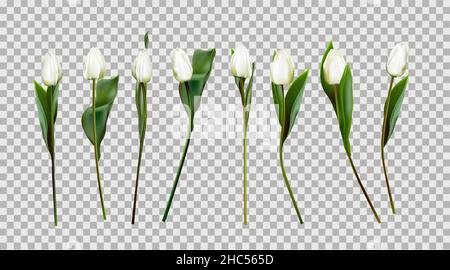 Weiße Tulpen isoliert. Vektordarstellung von Tulpen. Frühlingsblumen. Primeln. Weiße Blüten. Realistisch. Stock Vektor