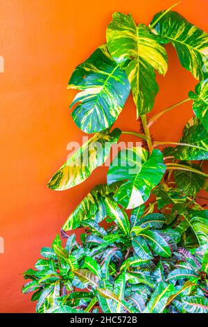 Tropische grüne und gelbe Pflanze mit großen Blättern Dieffenbachia dumm Cane Hauspflanze klettert die Wand in Playa del Carmen Mexiko. Stockfoto