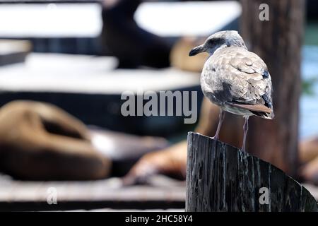 Eine flache Aufnahme einer Möwe, die auf einem Holzpfahl thront Stockfoto