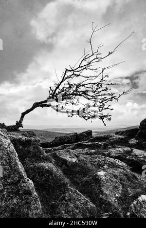 Großbritannien, England, Devonshire, Dartmoor. Sharp Tor, ein rauer Hawthorne-Baum, der vom Wind gebeugt ist. Stockfoto