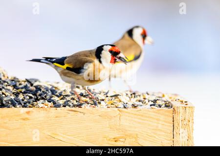 Europäischer Goldfink, Carduelis carduelis, zwei bunte kleine Vögel standen in einem Futterhäuschen auf einem großen Haufen Winterfutter Stockfoto