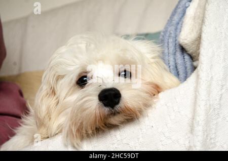 Ein zackiger weißer Cavapoo-Hund, der auf einem Sofa ruht. Stockfoto