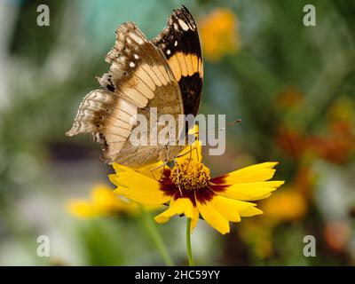 Flacher Fokus eines Doxocopa Laure Schmetterlings auf einem verschwommenen Hintergrund Stockfoto