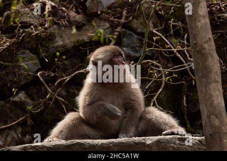 Ein junger lustiger japanischer Makaken- oder Schneemaffe, Macaca fuscata, sitzt in den Felsen im Jigokudani Monkey Park, Präfektur Nagano, Japan. Stockfoto