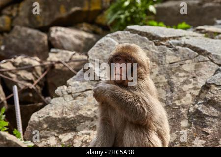 Ein junger lustiger japanischer Makaken- oder Schneemaffe, Macaca fuscata, sitzt in den Felsen im Jigokudani Monkey Park, Präfektur Nagano, Japan. Stockfoto