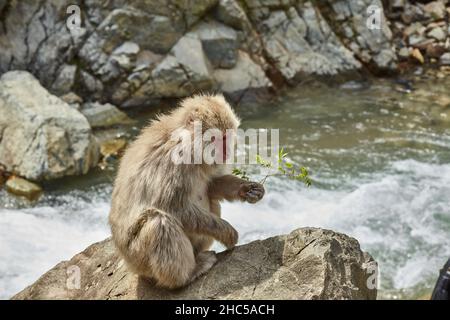 Japanischer Makak oder Schneemaffe Entspannung in der Nähe von heißen Quellen im Jigokudani Monkey Park, Nagano, Japan. Stockfoto