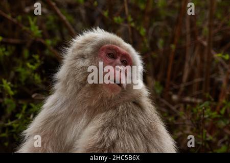 Ein junger lustiger japanischer Makaken- oder Schneemaffe, Macaca fuscata, sitzt in den Felsen im Jigokudani Monkey Park, Präfektur Nagano, Japan. Stockfoto