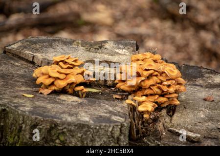 Landschaft von Xerompalina-Pilzen, die auf einem moosigen Baumstamm in Kaiserslautern wachsen Stockfoto