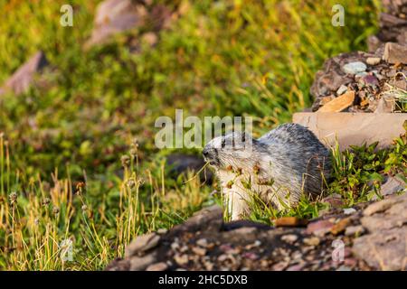 Hoary Marmot (Marmota caligata), der Vegetation im Glacier National Park, Montana, frisst Stockfoto