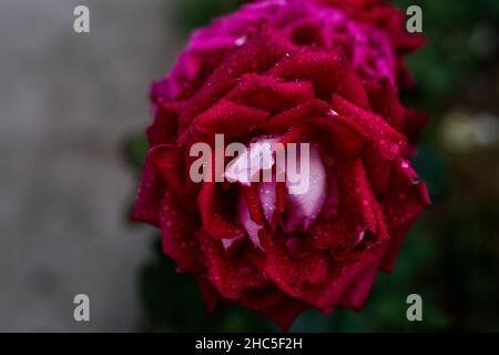 Nahaufnahme einer schönen roten Rose mit Wassertropfen darauf, die im Garten blühen Stockfoto