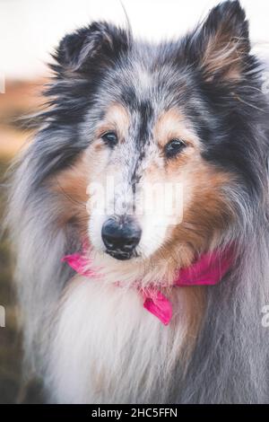 Raues Collie-Porträt Stockfoto