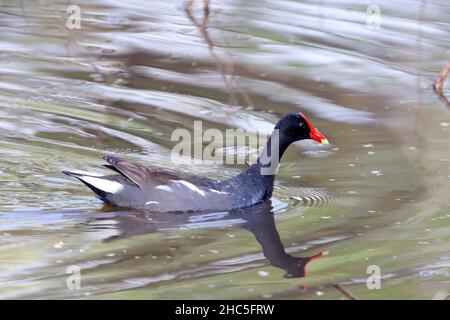 Gallinule (Gallinula galeata) schwimmt in einem Teich mit Wassertropfen auf dem Gesicht. Stockfoto