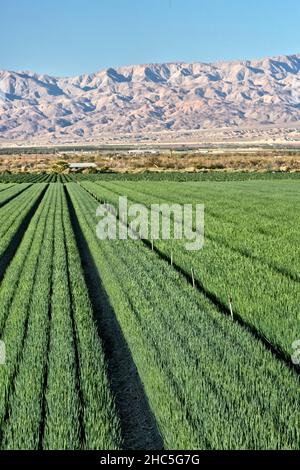 Reifefeld „Allium cepa“ mit grünen Zwiebeln, inaktive Bewässerungssprinkler, Bergkette Santa Rosa. Stockfoto