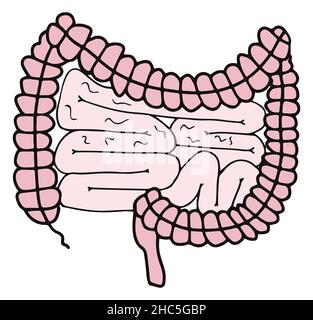 Einfache gastrointestinale Darstellung des inneren Darmsystems. Gesundes Darmkonzept. Menschliche Körperteile im Vektor Stock Vektor