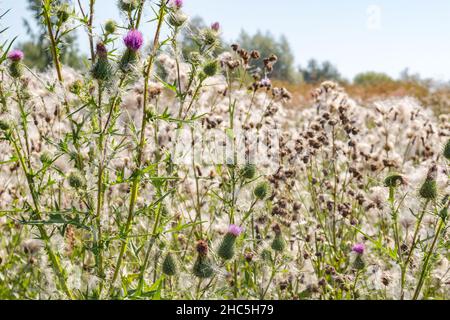 Cirsium vulgare, auch bekannt als Speerdistel, Stierdistel oder gewöhnliche Distel Stockfoto