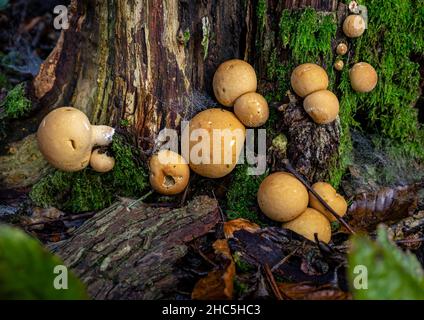 Pilze, die Körper tragen, die aus der Basis eines Baumes in uralten Wäldern auf dem Hügel Bignor wachsen Stockfoto