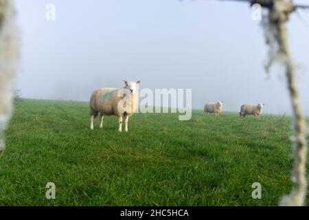 Vorsichtig Schafe durch den Zaun schauen Stockfoto