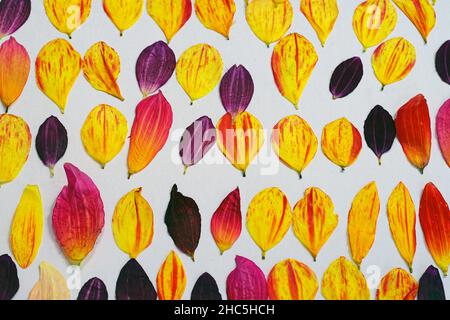 Gepresste getrocknete Blütenblätter von riesigen Dinerplate Dahlia Blumen zur Kuchendekoration Stockfoto