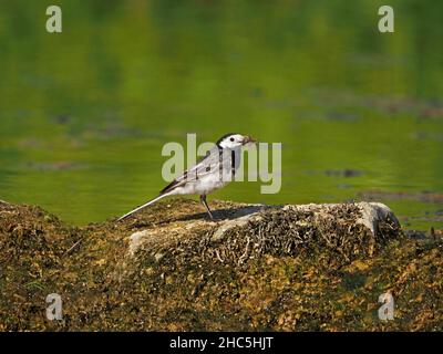 Pied Wagtail (die dunklere britische Unterart des White Wagtail) (Motacilla alba) auf moosigen Felsen nach dem Strom mit einem Schluck von Insekten in Cumbria, England, Großbritannien Stockfoto