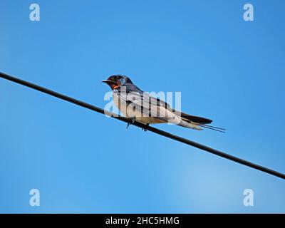 Stallschwalbe (Hirundo rustica), die auf einem Überkopfdraht vor blauem Himmel steht Cumbria, England, Großbritannien Stockfoto