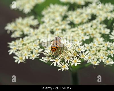 Gelb/schwarz gebänderte oder marmelierte Schwebfliege (Syrphus ribesii) auf weißer umbelliferer Blume der Kuhsilie (Anthriscus sylvestris) Yorkshire, England, UK Stockfoto