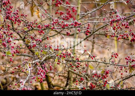 Rote Weißdornbeeren an einem frostigen Morgen im November Stockfoto