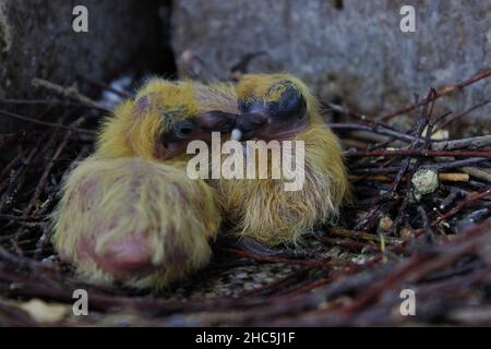 Nahaufnahme von drei Taubenküken, die in ihrem Nest sitzen Stockfoto