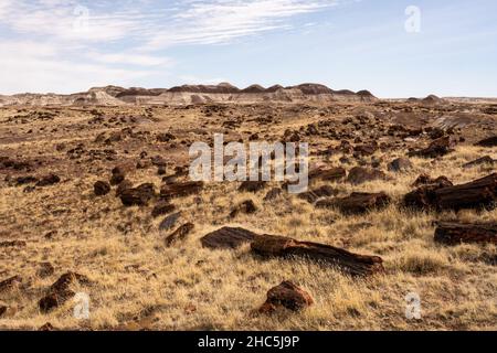 Lange Baumstämme aus versteinertem Holz mit Badlands Formaions Stockfoto