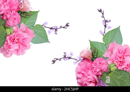 Rosa und violette Gartenblumen. Doppelrosa Malbe. Stockfoto