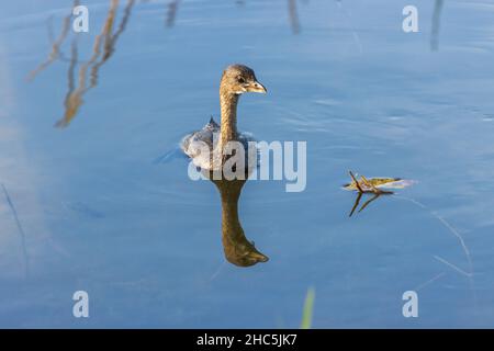 Nahaufnahme eines neuseeländischen Reihers, der an einem sonnigen Tag im Teich schwimmt Stockfoto