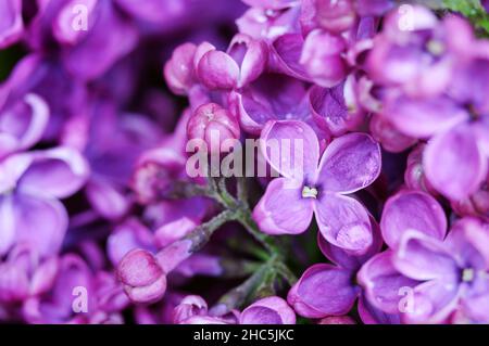 Lila Blüten. Flieder in Nahaufnahme. Wassertropfen auf der Blume. Stockfoto