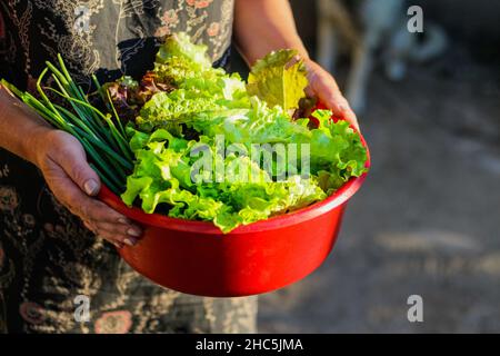 Die Hände der Frauen halten eine Schüssel mit frischem Gemüse der Saison. Landwirt hält Korb mit Gemüse DIY-Konzept. Gartenbau und Selbstversorgungskonzept. Stockfoto