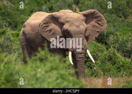 Schöner brauner südafrikanischer Elefant im Dschungel mit verschwommenem Hintergrund Stockfoto