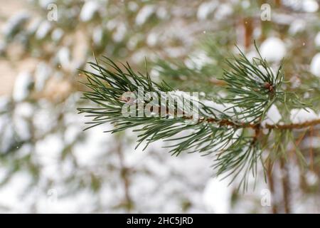 Defokussieren Sie Tannenzweige, Lawine und Schnee. Natürlicher Hintergrund. Immergrüner Baum im Winter, viel Schnee. Tanne, Kiefer, Fichte. Kaltes Wetter. Wint Stockfoto