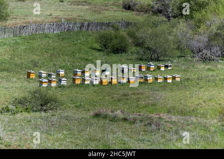 Bienenstöcke auf dem Berg in Patagonien, Argentinien. Stockfoto