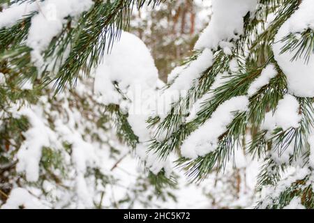 Defokussieren Sie Tannenzweige, Lawine und Schnee. Natürlicher Hintergrund. Immergrüner Baum im Winter, viel Schnee. Tanne, Kiefer, Fichte. Schneebedecktes Wetter. Gewinnen Stockfoto