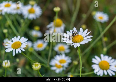 Nahaufnahme eines Longhorn-Käfers, der auf einer Oxeye-Gänseblümchen sitzt Stockfoto