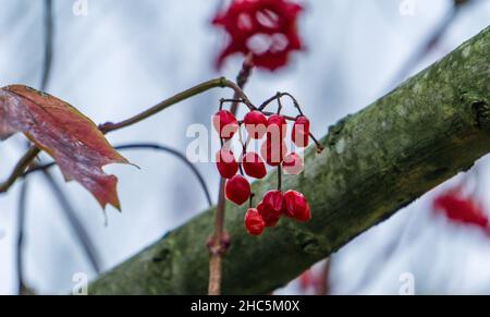 Nahaufnahme von Viburnum-Zweigen mit roten, verwelkten Beeren Stockfoto