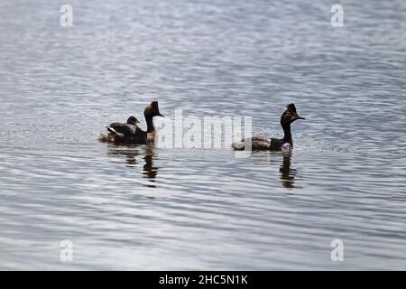 Silhouette einer Familie von Ohrenfetten im Wasser Stockfoto