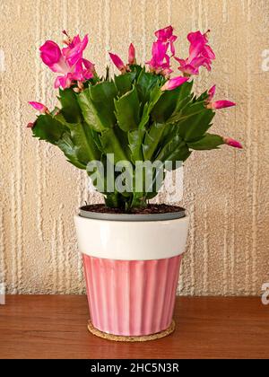 Kleine weihnachtliche Kaktuspflanze mit rosa Blüten und Knospen Stockfoto