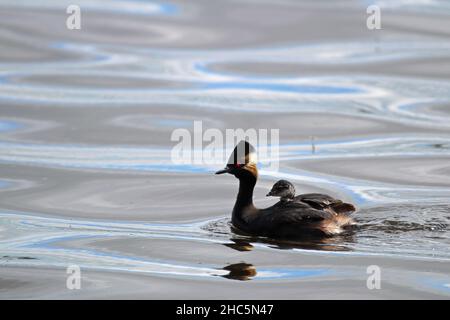 Ein winziger Ohrtaucher schwimmt im Wasser Stockfoto