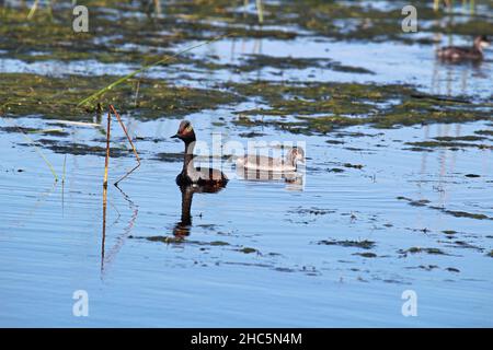 Ein erwachsener und unreifer Ohrtaucher im Sumpf Stockfoto