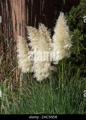 Sonnenbeschienene Zwergpampagras, grünes Gras und eine Wacholderpflanze. Stockfoto