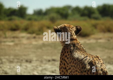 Ganzkörperbild hinter einem erwachsenen Gepard, der seine Beute verfolgt Stockfoto