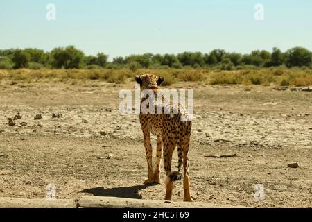 Ganzkörperbild hinter einem erwachsenen Gepard, der seine Beute verfolgt Stockfoto